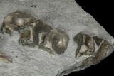 Ichthyosaur Vertebrae Column - Posidonia Shale, Germany #114214-5